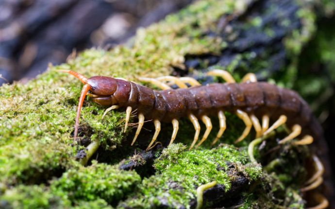 Close-up of a centipede on a moss-covered log