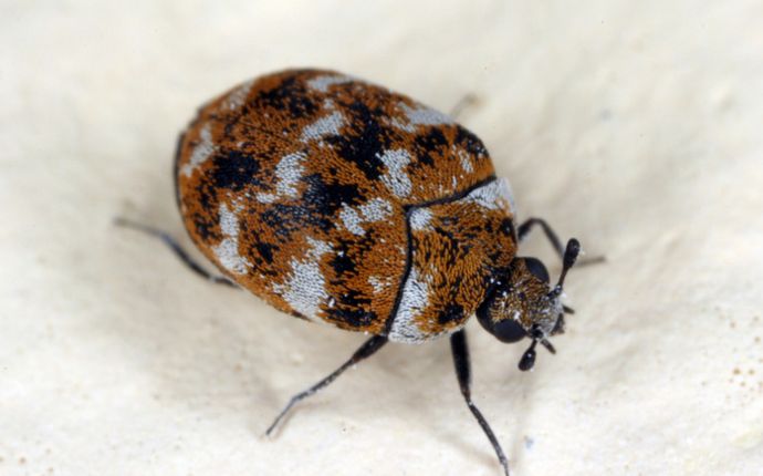 Close-up of a varied carpet beetle on white fabric