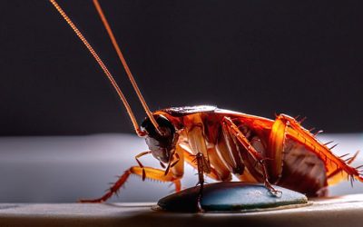The Complete Cockroach Prevention Guide for Baltimore Homeowners