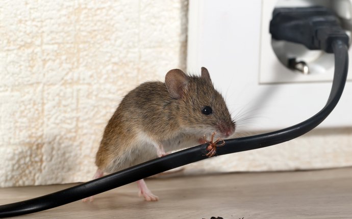 A small mouse climbing on a black cord