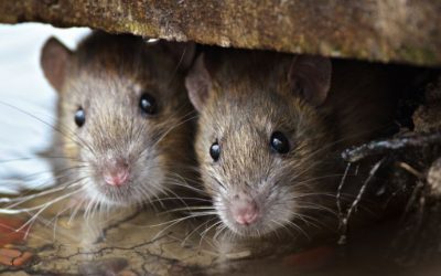 A Quick Guide to Rats for Baltimore Homeowners: What You Should Know