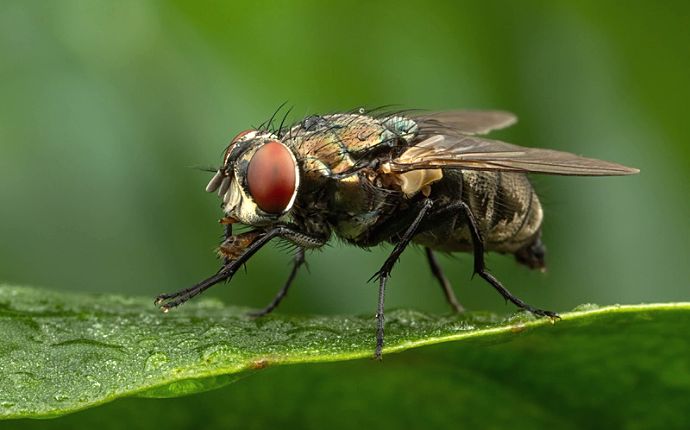 A close-up of a house fly on a green leaf