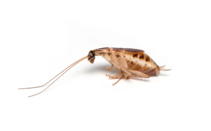 Side view of a brown-banded cockroach isolated on a white background