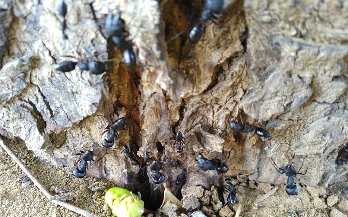 A group of carpenter ants climbing around the base of a tree