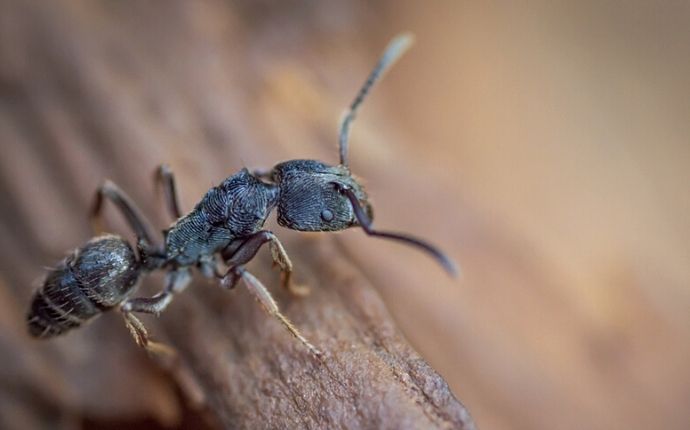 Are Carpenter Ants a Threat To Baltimore Homeowners? Everything You Need To Know