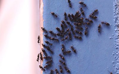 What Attracts Ants to Baltimore Homes & What You Can Do About It