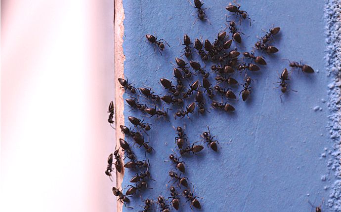 Close-up of a group of black ants on a blue wall