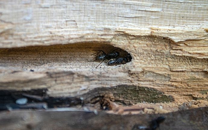 Close-up of carpenter ants having burrowed through wood