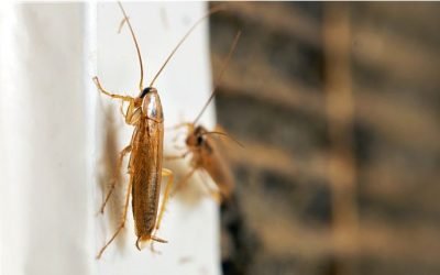 Preventing and Identifying Common Cockroaches in Your Baltimore Home
