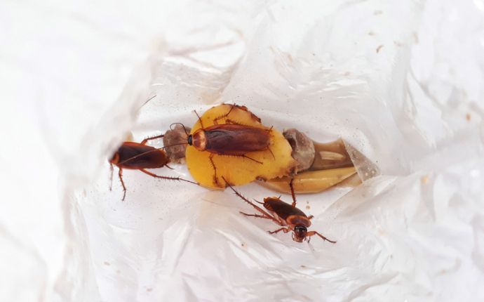 Cockroaches eating food remnants in a white bag