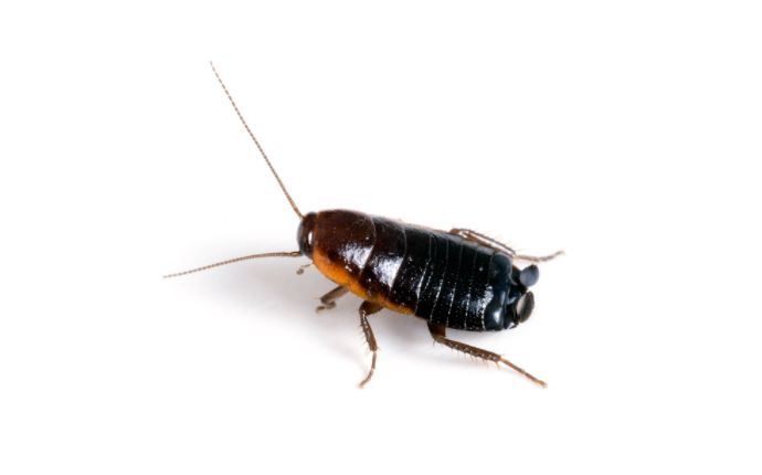 oriental-cockroach-isolated-on-white-background