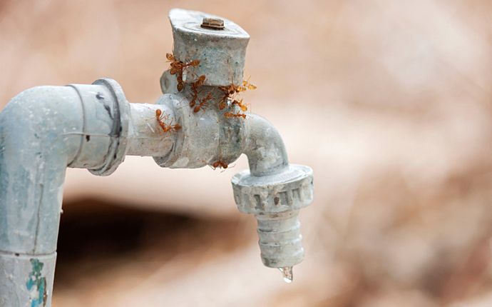 Red ants on a dripping outdoor faucet