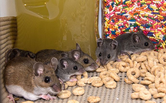 A group of mice eating spilled cereal next to a container of rainbow sprinkles