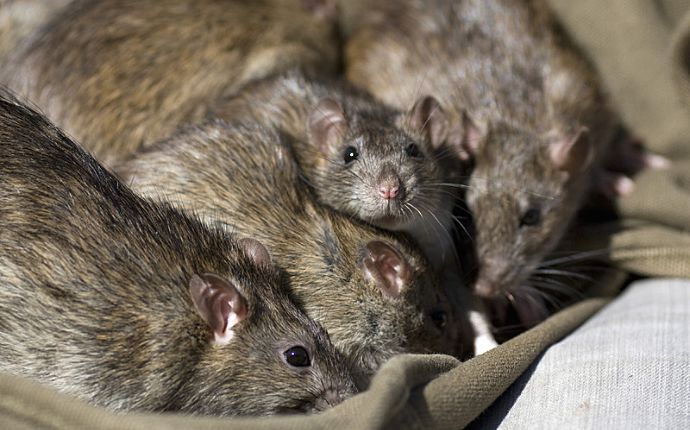 Several mice huddled on a blanket