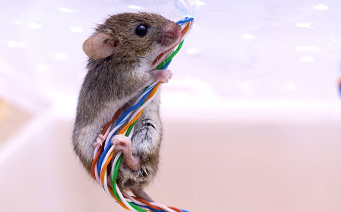 A mouse clinging to multicolored electrical wires