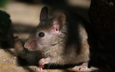 Keeping Indoor & Outdoor Areas Clean to Avoid Mice in Columbia