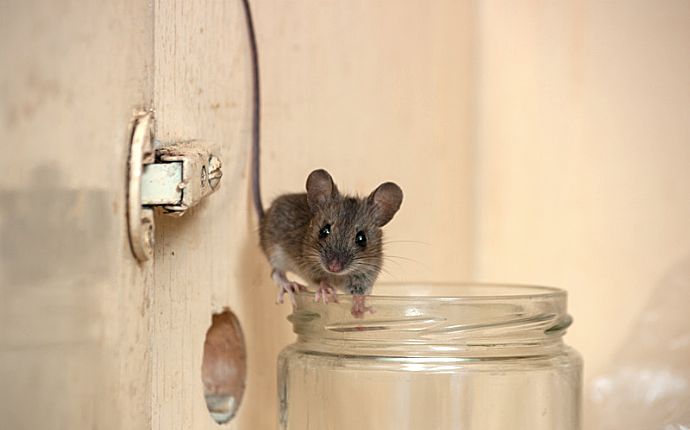 A mouse perched on the edge of a glass jar in a cabinet