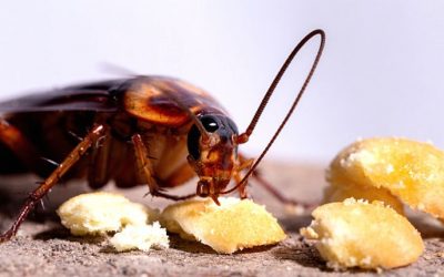 The Most Common Things That Attract Cockroaches to Columbia Homes