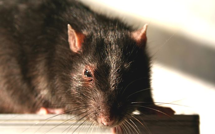 Close-up of a black rat