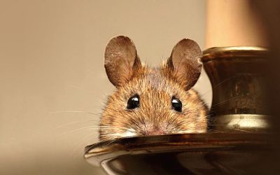 How Long Do Mice Usually Live? Understanding the Mouse Life Cycle