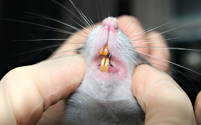Close-up of a mouse with its teeth exposed in a pair of gloved hands