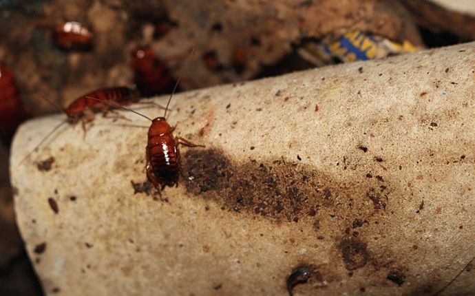 Several cockroaches climbing through a dirty area