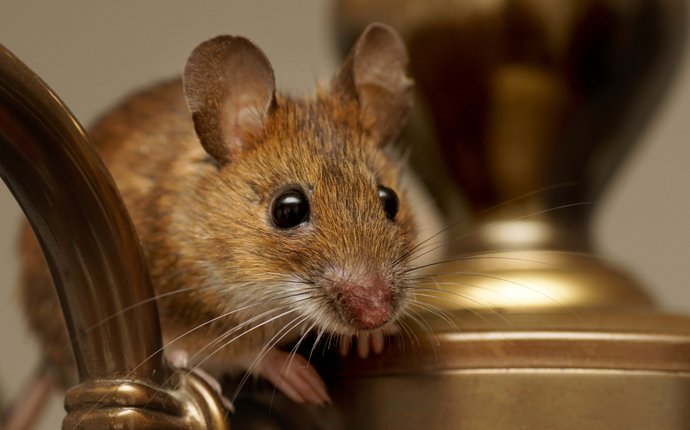 Close-up of a wood mouse