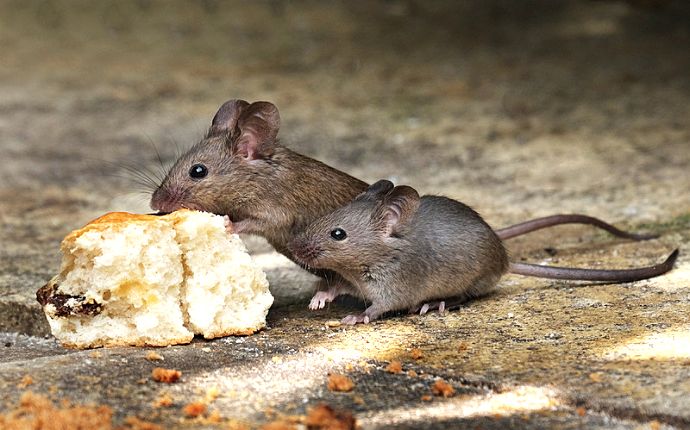 Two mice feeding on a piece of bread on the pavement