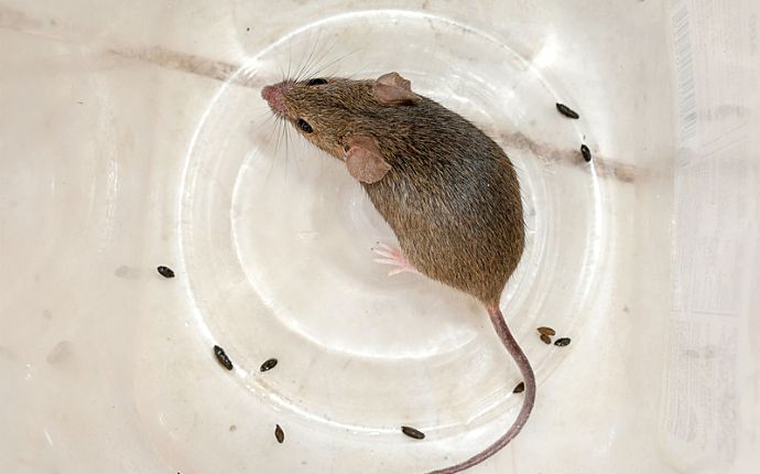 Overhead shot of a mouse on a white surface with droppings next to it