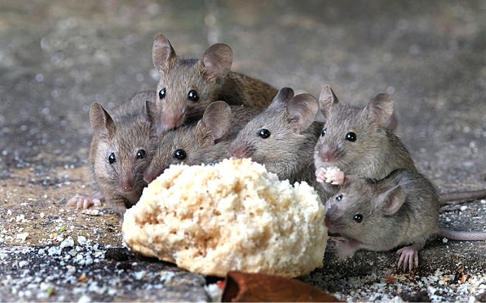 A group of mice eating a piece of bread