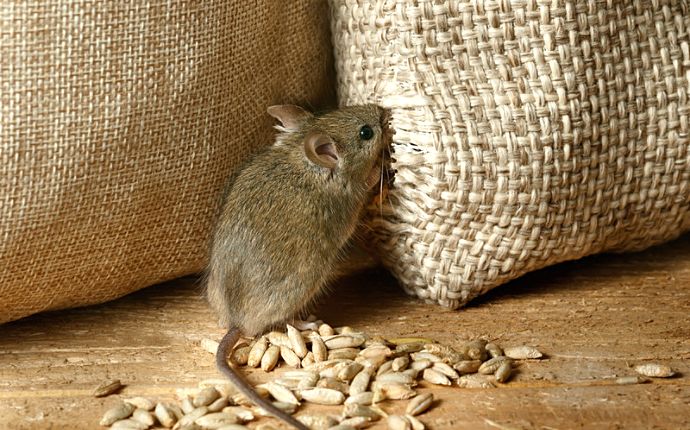 A mouse eating grains out of a burlap sack that has been chewed through