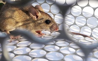 How to Get Rid of Mice for Columbia Homeowners