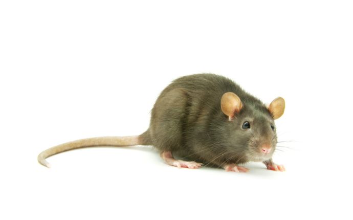 A Norway rat isolated against a white background