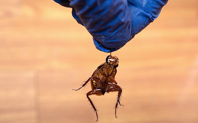 Close-up of a cockroach held by the antennae by a blue-gloved hand