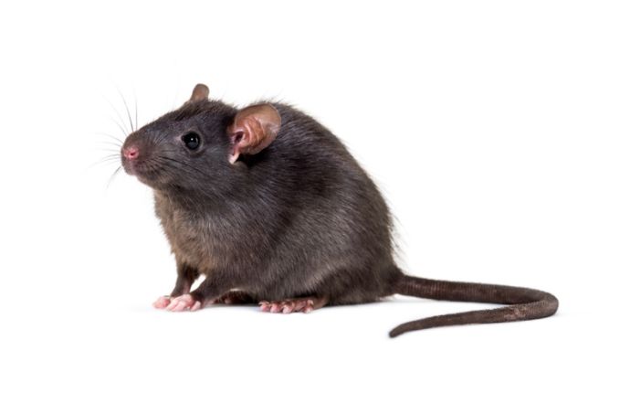 A roof rat isolated against a white background