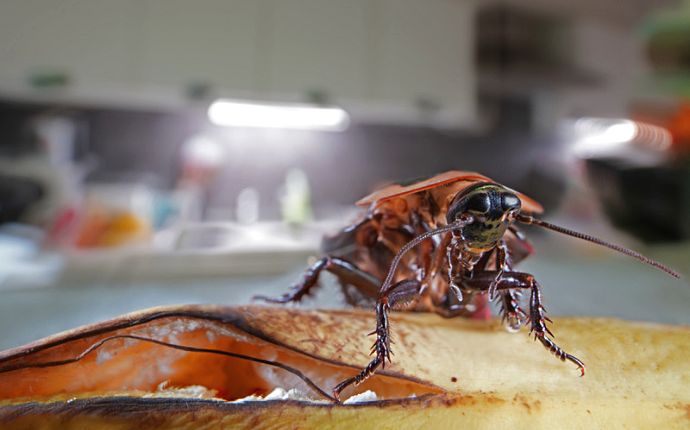 Close-up of a cockroach on top of a piece of food in a kitchen