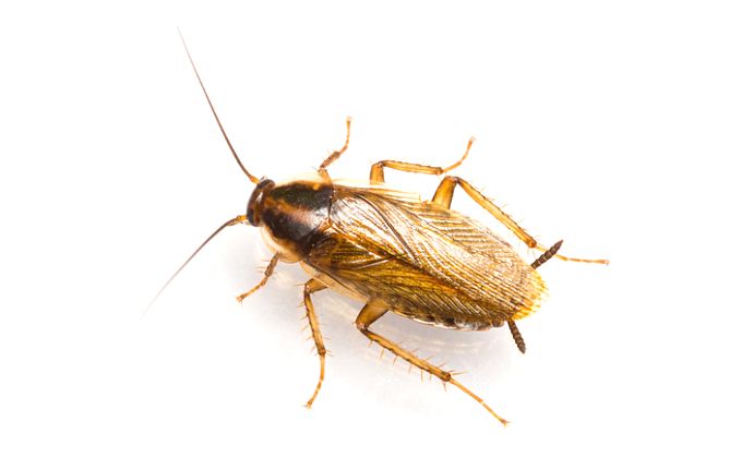 Overhead shot of a German cockroach isolated against a white background