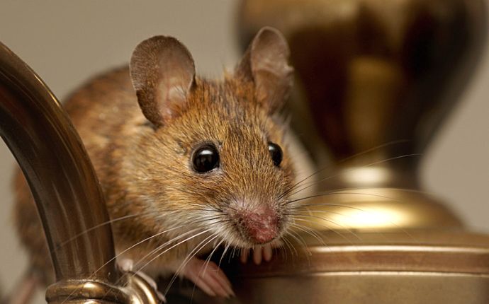 Close-up of a mouse peeking out from between gold objects