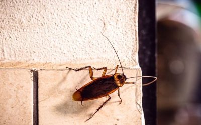 What Are Cockroaches Looking for When They Enter Your Columbia Home?
