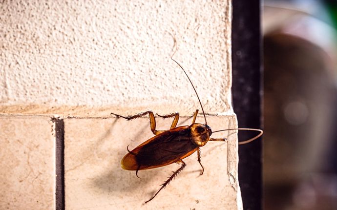 Close-up of a cockroach crawling on a wall