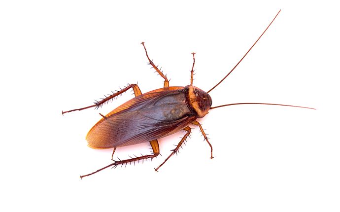 Overhead shot of an American cockroach isolated on a white background