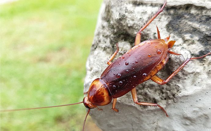 How to Use Exclusion to Keep Cockroaches Out of Maryland Homes