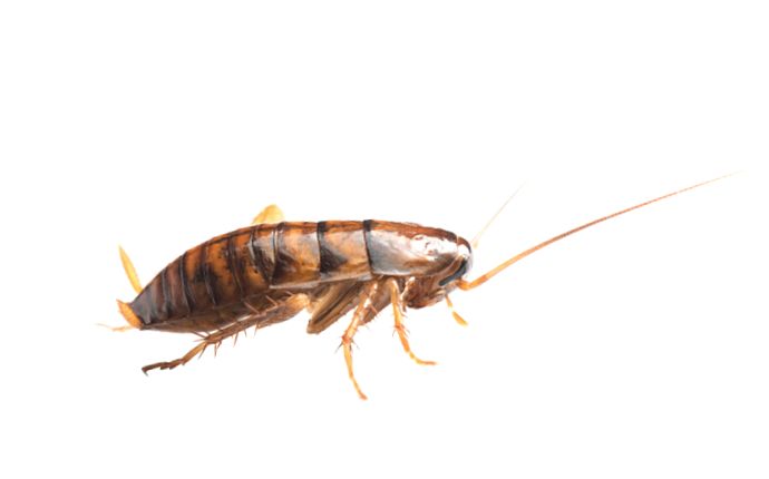 Side-view of an oriental cockroach isolated on a white background