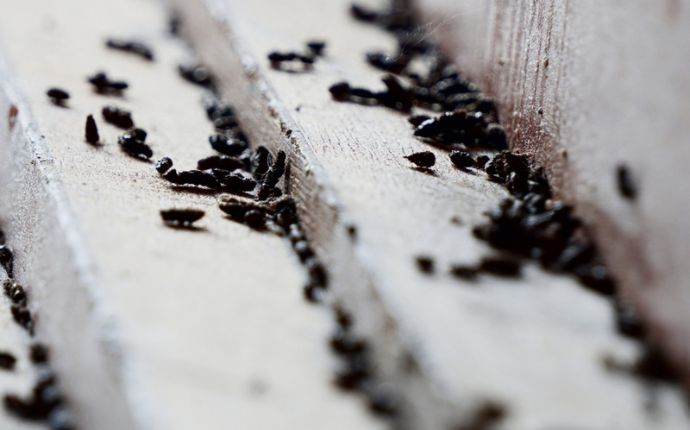 A large quantity of mouse droppings on light wood
