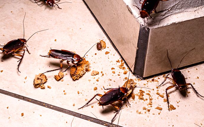 A group of cockroaches feeding on cookie crumbs
