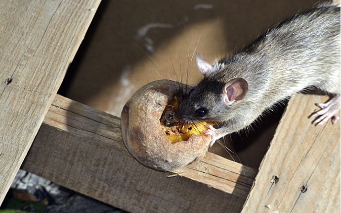 Overhead shot of a rat eating an old piece of food on wood
