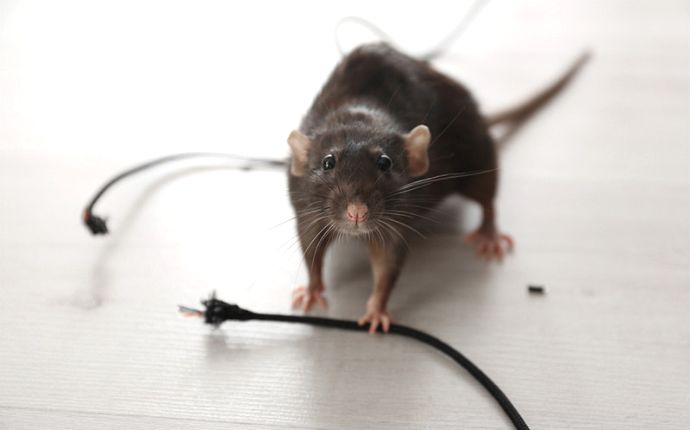 A rat with a gnawed electrical cord on white flooring