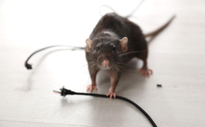 https://phenompest.com/wp-content/uploads/2021/12/rat-holding-a-damaged-electrical-wire.jpg