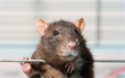 How Long Do Rats Live? Understanding the Average Rat Lifespan