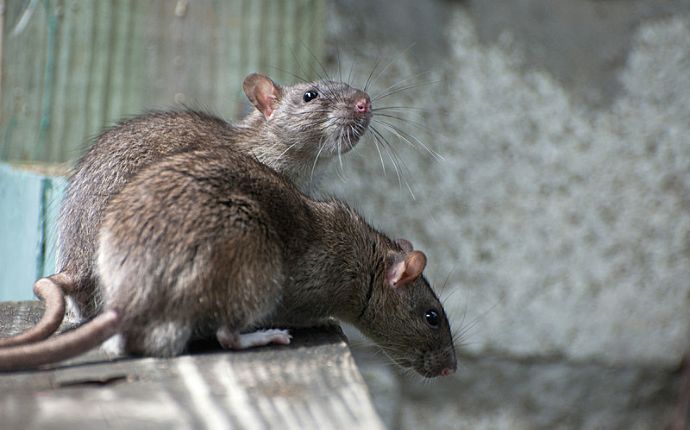 Two rats perched on a wooden ledge. One is peering over the side while the other looks up